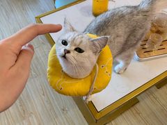 -Sweet cat·星愿猫咖(国贸大厦店)