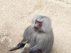 -杭州野生动物世界