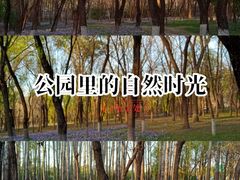 -苏家坨柳林村二月兰花海