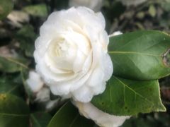 -明月山天沐温泉度假村