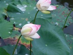 -厦门园林博览苑