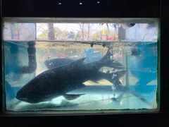 -全乐鱼馆·淳牌有机鱼直营店