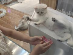 -狗道宠物(常熟印象城店)