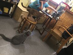 -猫色咖啡·猫咖
