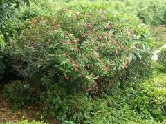 android_upload_pic-深圳麒麟山庄