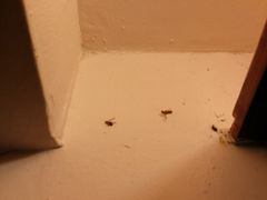 -三亚亚龙湾雅高铂尔曼别墅度假酒店