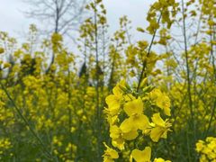 -光明小镇欢乐田园