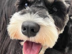 -怪兽屋·羊驼·猫咖·狗咖(俊华广场店)