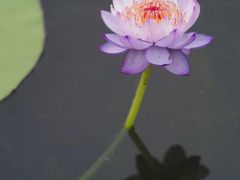 -中国科学院华南植物园