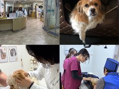 -美联众合动物医院·24h转诊中心