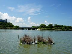 -华侨城湿地公园