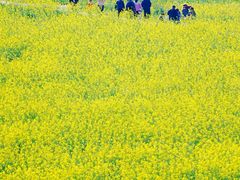 -光明小镇欢乐田园