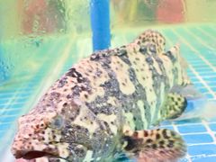 -巽寮印象美食部落餐厅·海鲜·地方特色菜(惠州体验店)