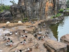 -海南热带野生动植物园