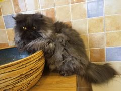 -猫的茶·猫咖