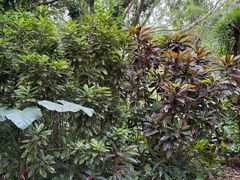 -海南热带野生动植物园