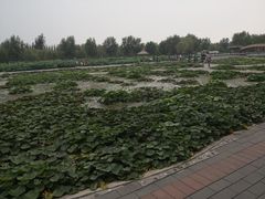 -白洋淀景区