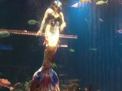 -海棠湾洲际-涛·海底餐厅·美人鱼·自助餐·海底隧道