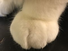 -萌喵宠狗爱心宠咖