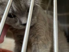 -宠颐生宠物医院·心肾内科·猫专科诊疗中心宠巢店