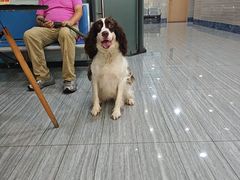 -瑞派名望志远动物医院·猫科·內科·异宠专科(直港大道店)