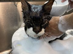 -PETKIT小佩宠物·低压洗护(国顺东路店)