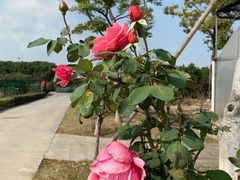 -呼吸森林·生态农庄农家乐私房菜