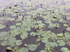 -重庆彩云湖湿地公园