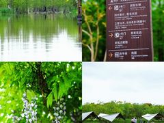 -上海长兴岛郊野公园