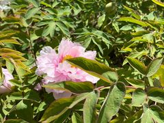 -洛阳市隋唐城遗址植物园