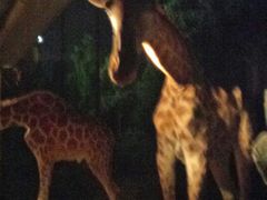 -清迈夜间动物园