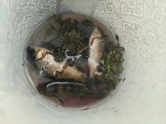 -白洋淀景区