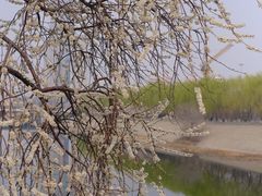 -桃花堤公园