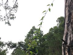 -仙岳公园