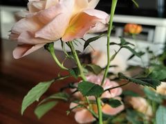 -双季花艺园艺市场(浦东店)