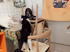 大堂-平行世界·猫咖(首经贸店)