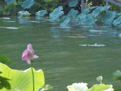 -东湖落雁景区