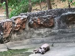 -清迈夜间动物园