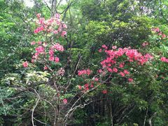 -江西阳明山国家森林公园