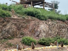 -石家庄市动物园