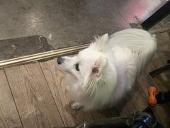 -百好乐宠物友好餐厅(朝外大街店)