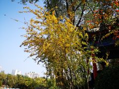 -莲湖公园