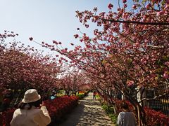 -高东镇樱花园