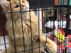 -猫爷宠物生活馆·撸猫馆