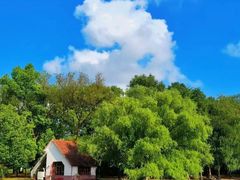 -上海共青森林公园