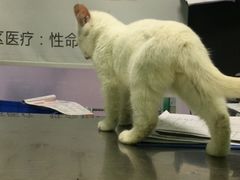 -半岛宠物医院24小时(科华中路店)