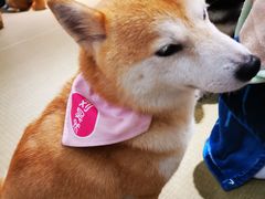 -逗柴咖啡屋·狗咖猫咖宠物桌游
