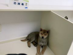 -关爱宠物医院·猫科中心·消化科(滨湖万达分院)