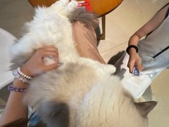 -藏猫猫咖啡主题馆(中央大道店)