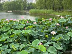 -西海子公园